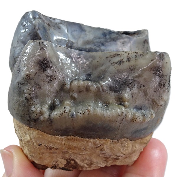 Deinotherium levius - Imagen 3