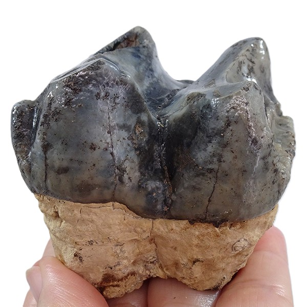 Deinotherium levius - Imagen 4