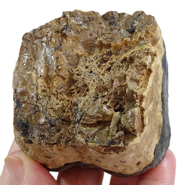 Deinotherium levius - Imagen 5