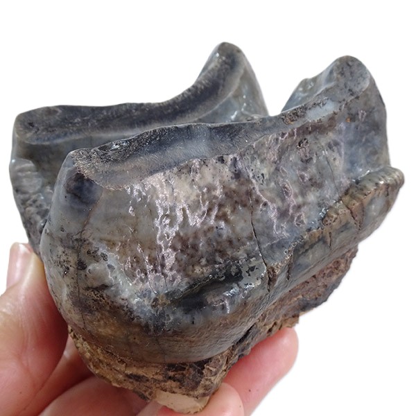 Deinotherium levius - Image 2