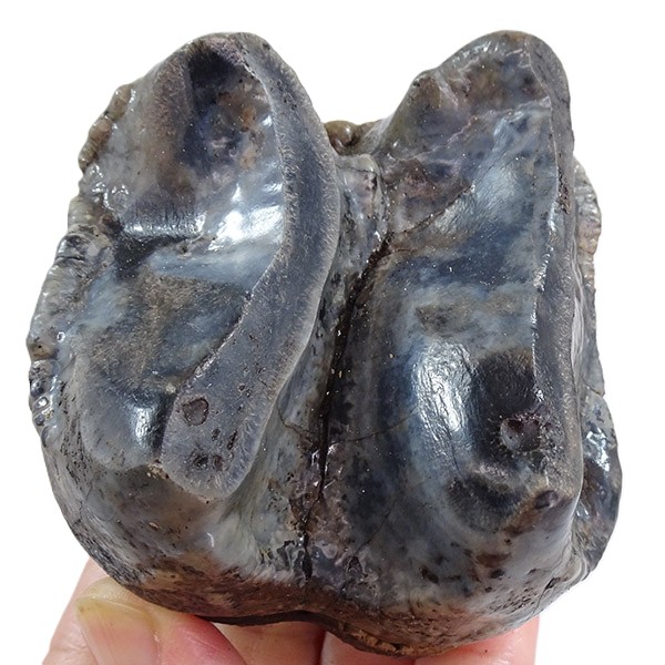 Deinotherium levius - Image 3