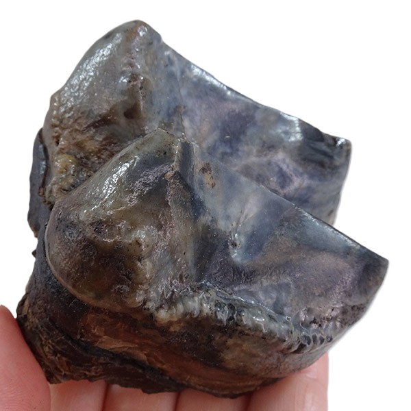 Deinotherium levius - Image 4