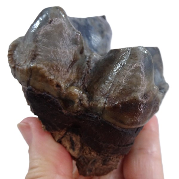 Deinotherium levius - Image 5