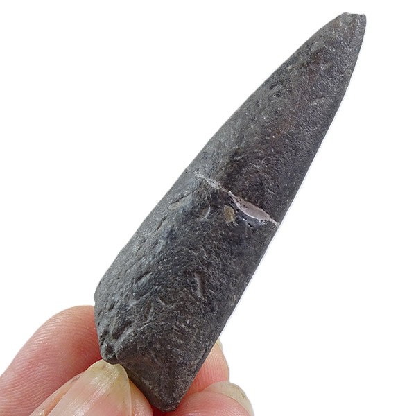 Acrocoelites cf. pyramidalis VENDIDO - Imagen 4