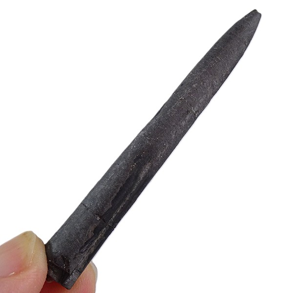 Belemnopsis baculiformis