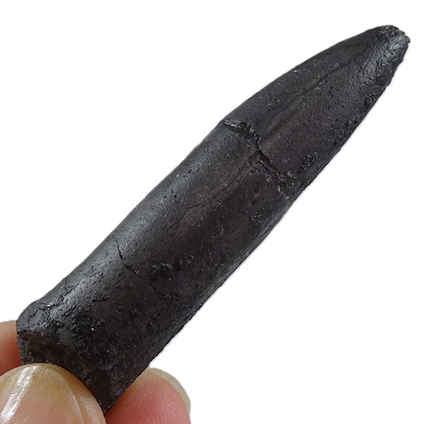 Passaloteuthis bisulcata
