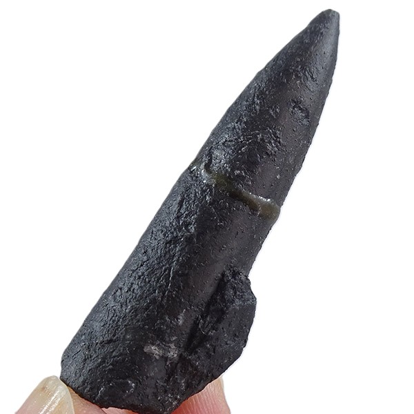 Passaloteuthis bisulcata - Image 4