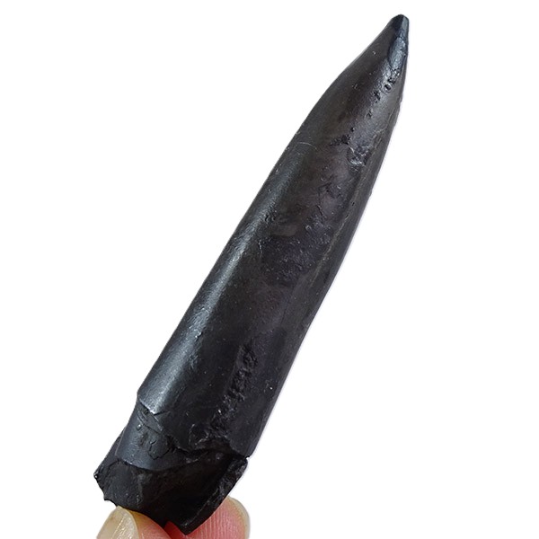 Passaloteuthis bisulcata:圖片 4