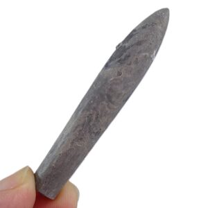 Hibolites jaculoides