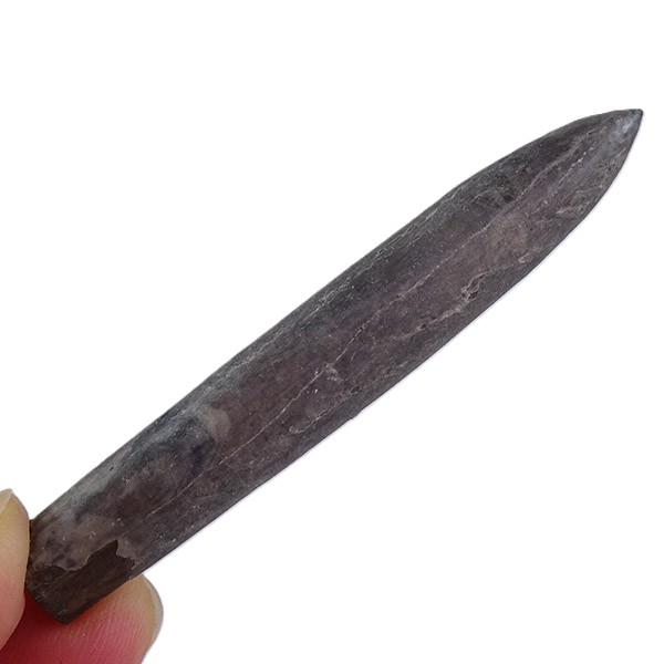 Hibolites jaculoides - Imagen 4