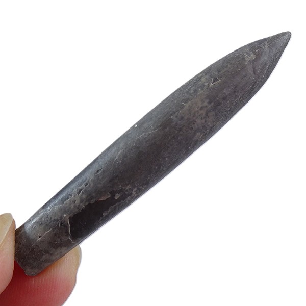 Hibolites jaculoides - Imagen 5