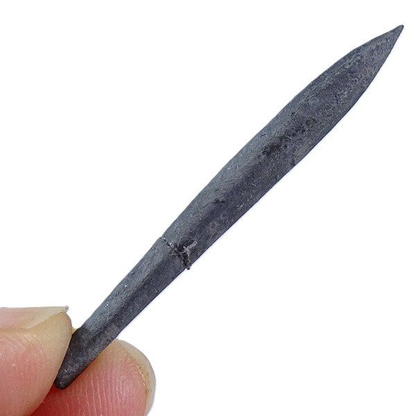 Hastites (Subhastites) microstylus - Imagen 4