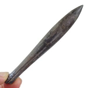 Hibolites semihastatus-rotundus  VENDIDO