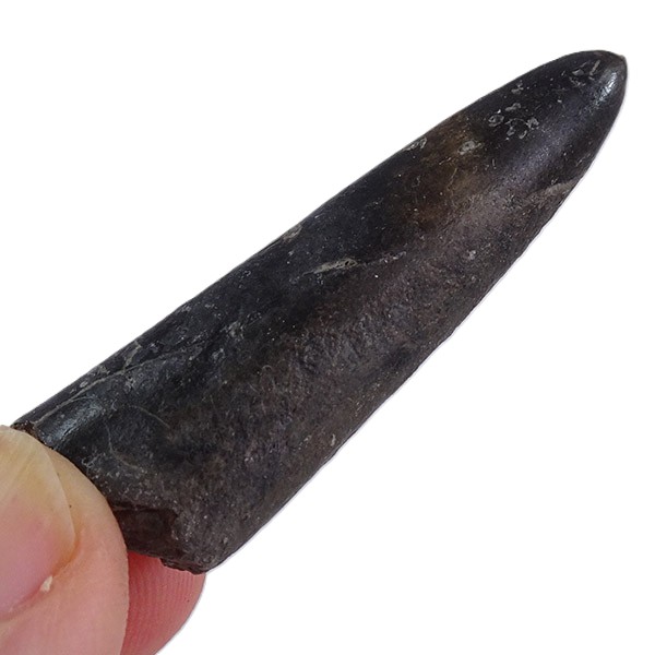 Brevibelus breviformis - 画像 (4)