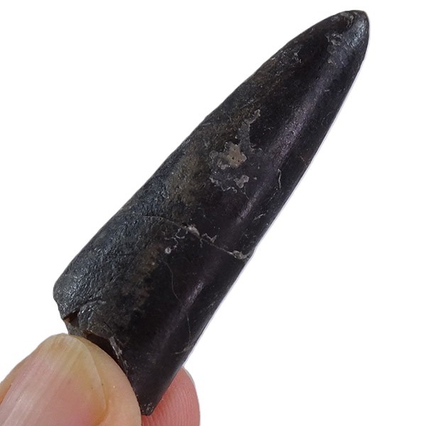 Brevibelus breviformis