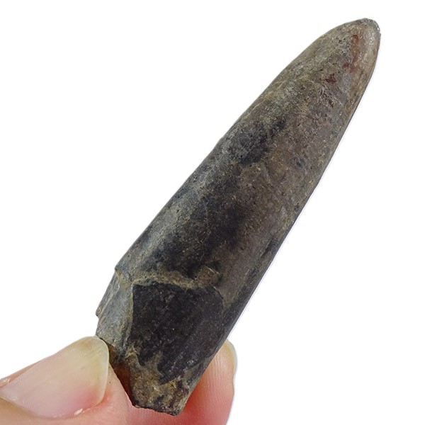 Brevibelus breviformis - Imagen 4