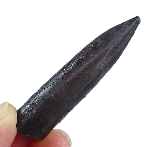 Passaloteuthis bisulcata