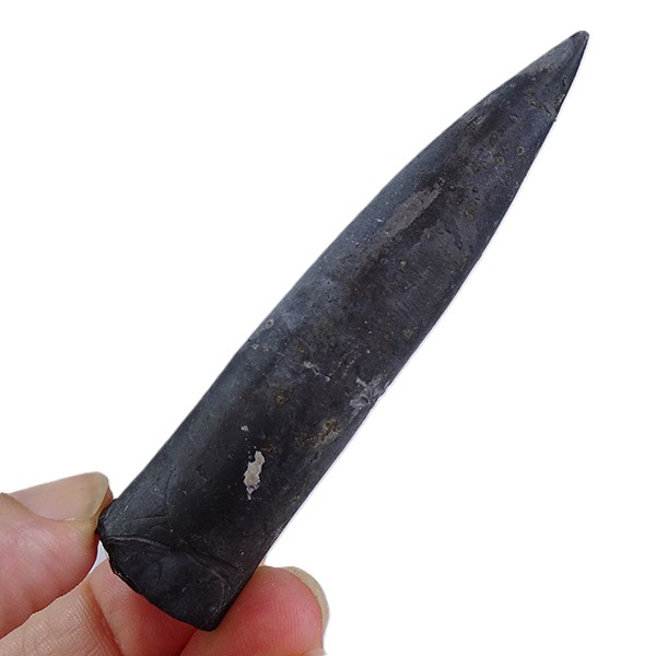 Passaloteuthis bisulcata