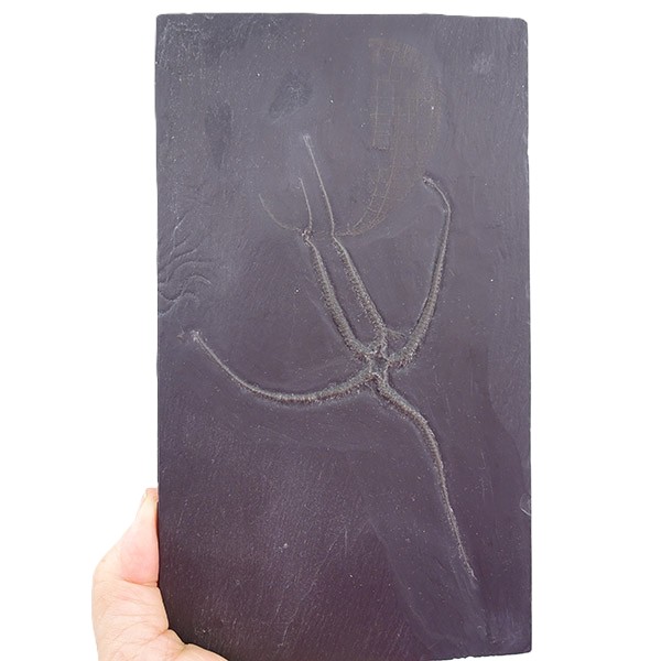 Furcaster palaeozoicus - Imagen 2