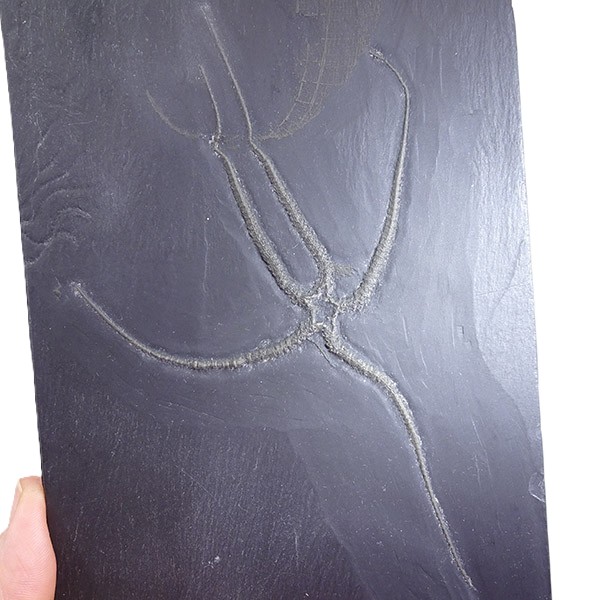Furcaster palaeozoicus