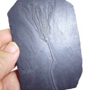 Bactrocrinites jaekeli