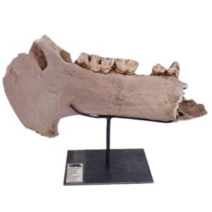Hippopotamus lemerlei