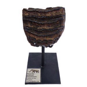 Mammuthus meridionalis