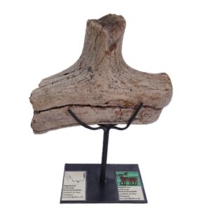 Megaloceros verticornis