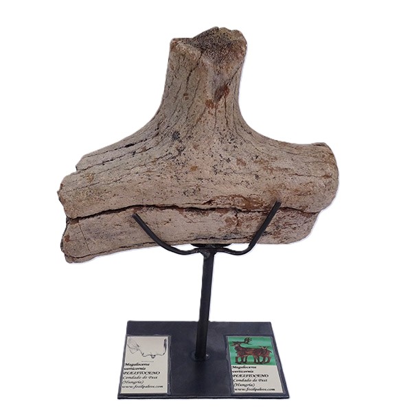 Megaloceros verticornis