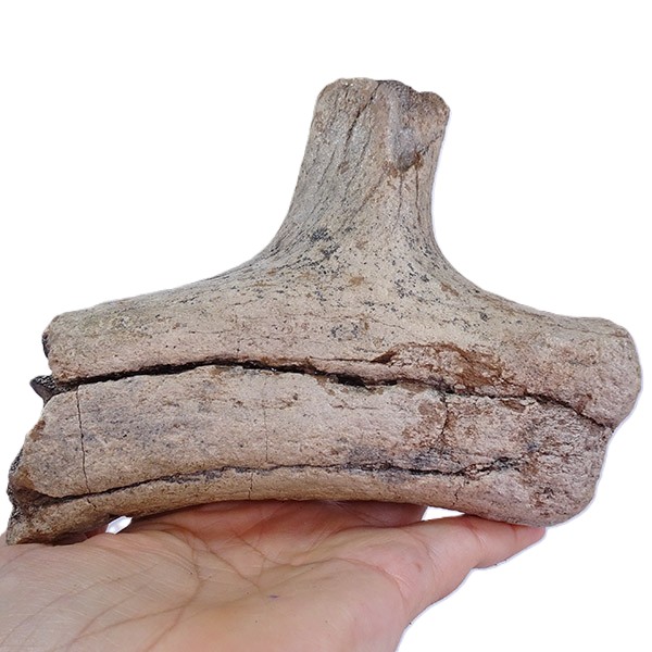 Megaloceros verticornis - Imagen 2