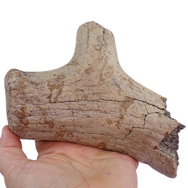 Megaloceros verticornis - Imagen 3