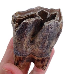 Coelodonta antiquitatis