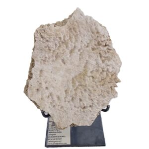 Aldabrachelys abrupta