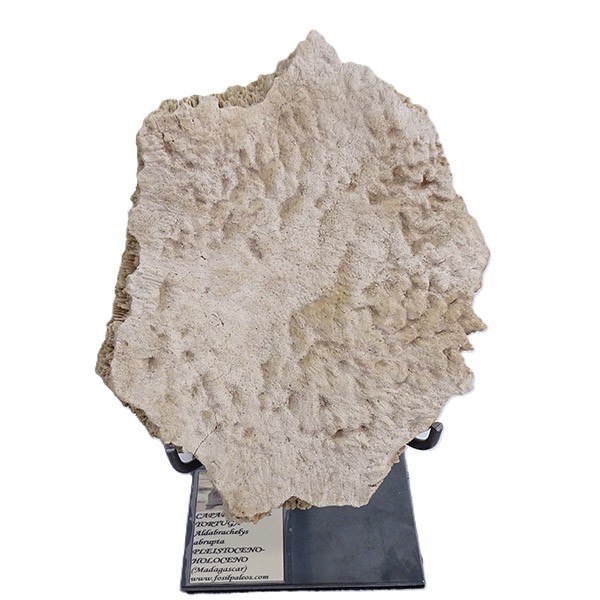 Aldabrachelys abrupta