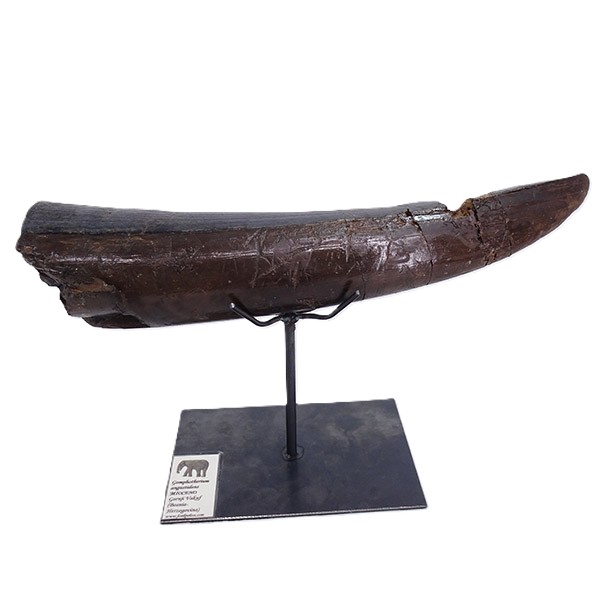 Gomphoterium angustidens