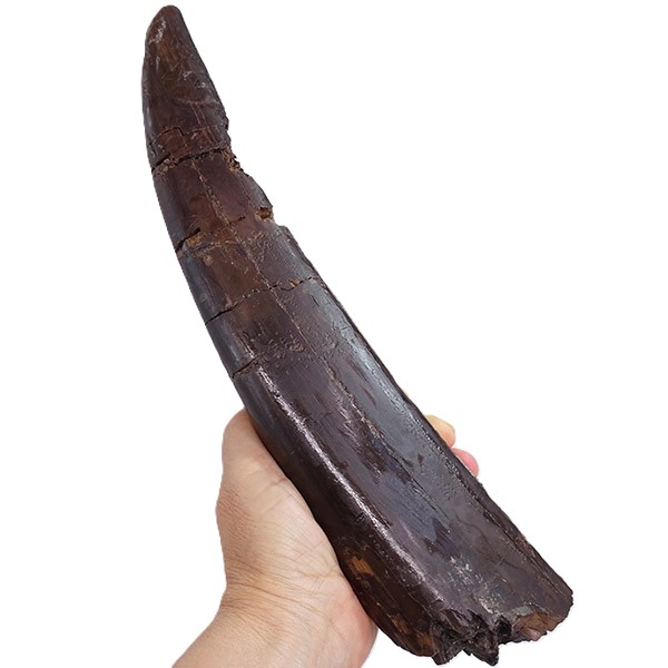 Gomphoterium angustidens - Imagen 3