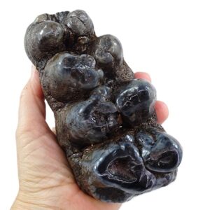 Gomphoterium angustidens