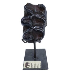 Gomphoterium angustidens