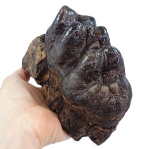 Gomphoterium angustidens