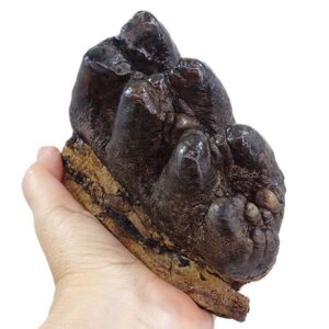 Gomphoterium angustidens