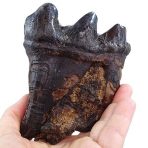 Gomphoterium angustidens
