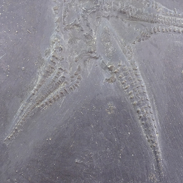 Euzonosoma tischbeinianum - Imagen 3