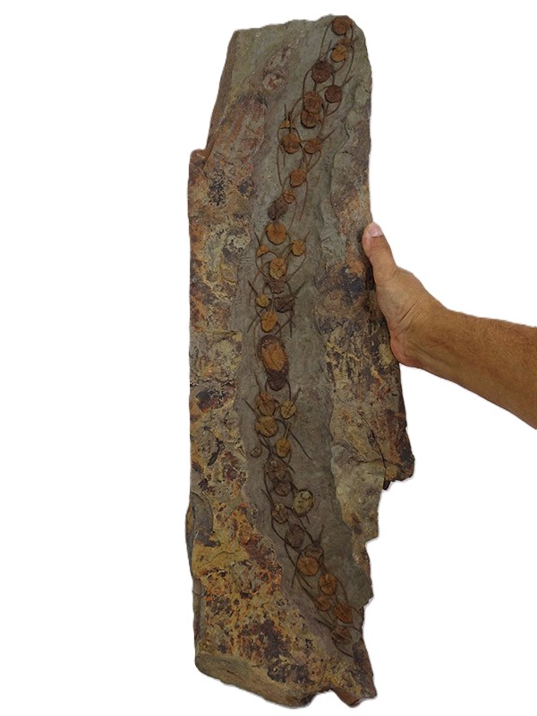 Amphyx priscus y Asaphellus aff. jujuanus - Imagen 2