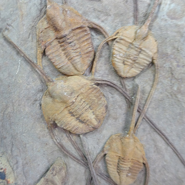 Amphyx priscus y Asaphellus aff. jujuanus - Imagen 9