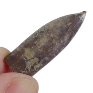Rhopaloteuthis argoviana VENDIDO