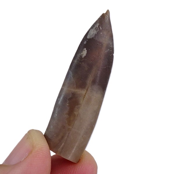 Rhopaloteuthis argoviana - Imagen 4