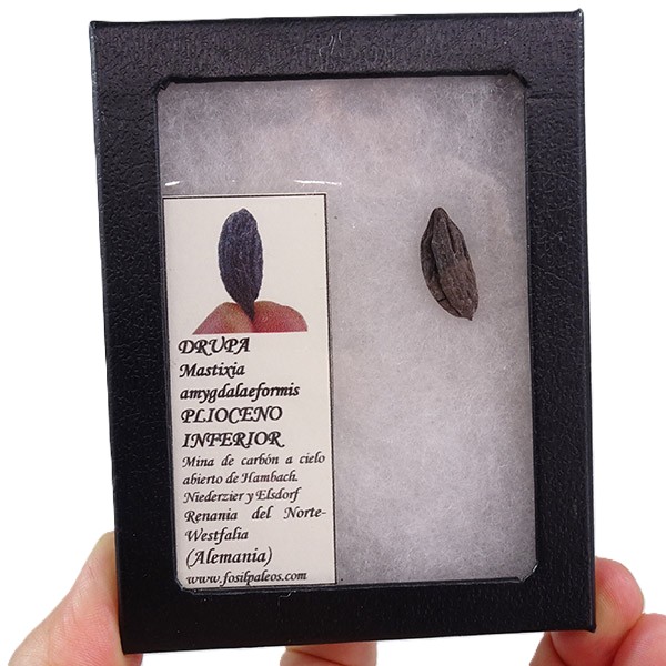 Mastixia amygdalaeformis - Imagen 2