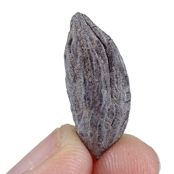 Mastixia amygdalaeformis