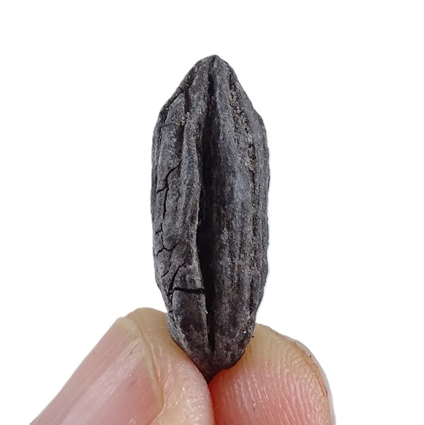 Mastixia amygdalaeformis - Imagen 3