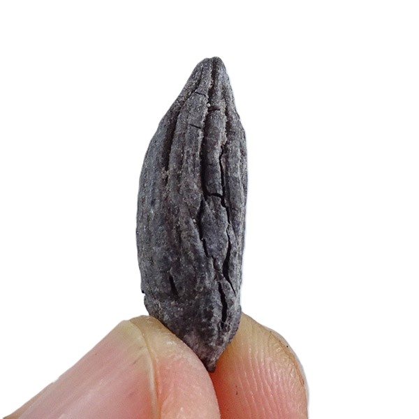 Mastixia amygdalaeformis - Imagen 4